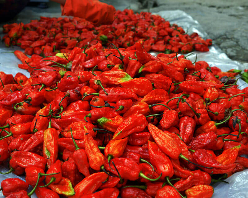 Bhut jolokia pods oven dried