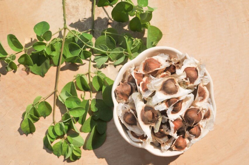 Moringa Seeds