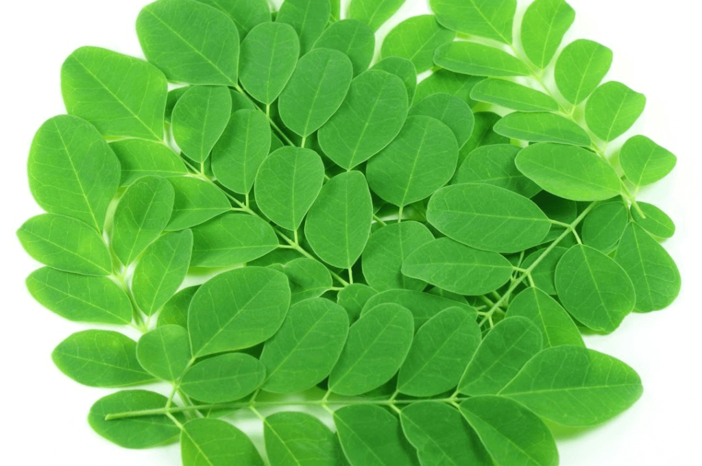 Moringa T cut leaves