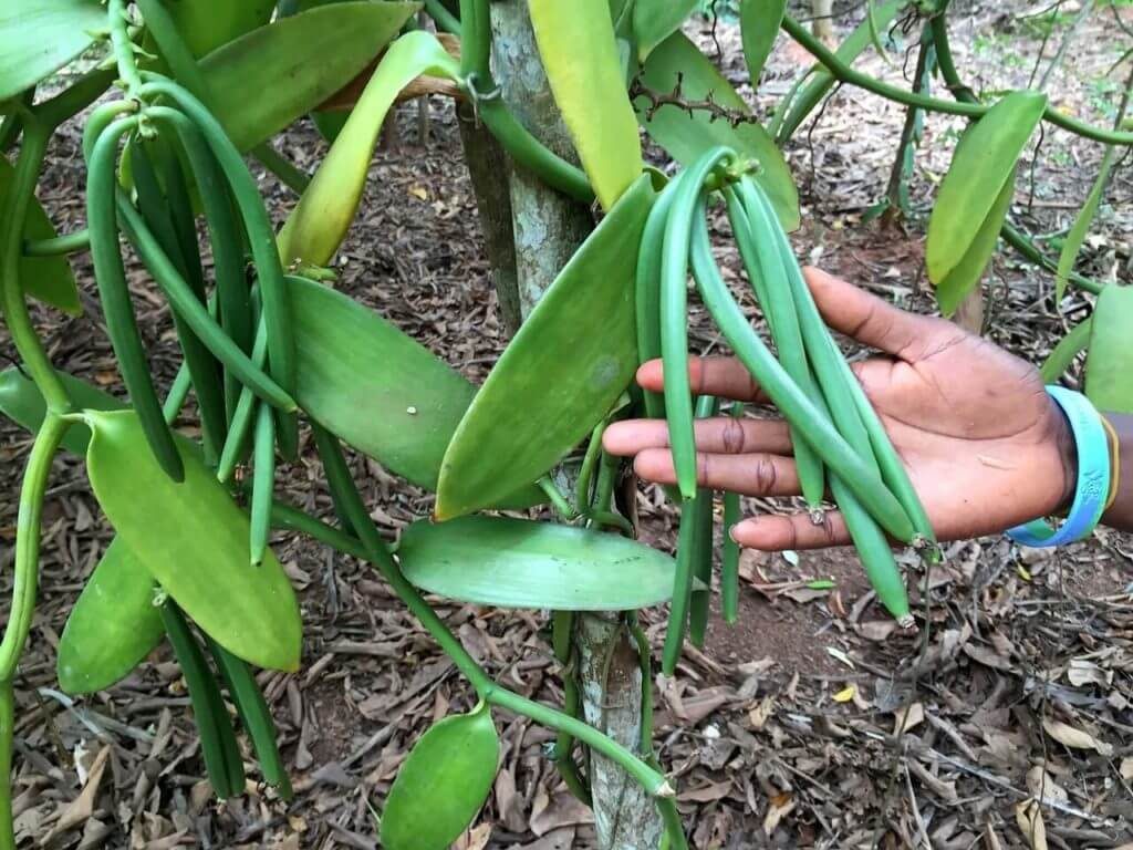 Vanilla Beans