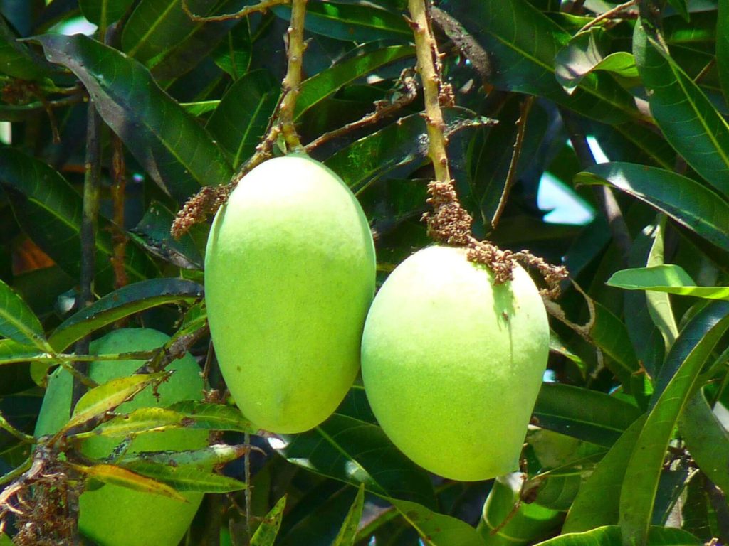 Alphonso Mango