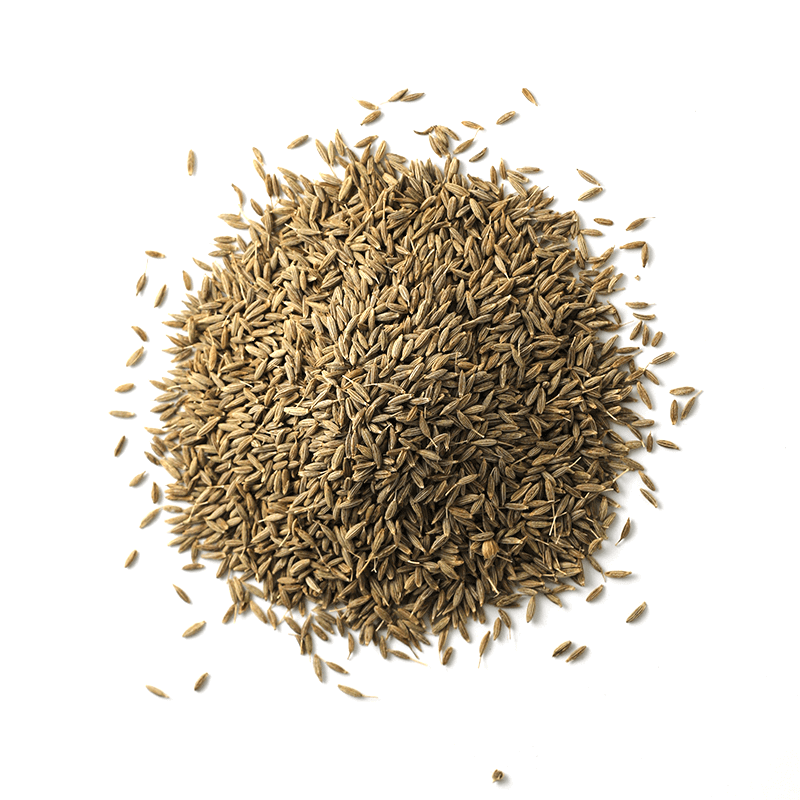 Cumin Seed